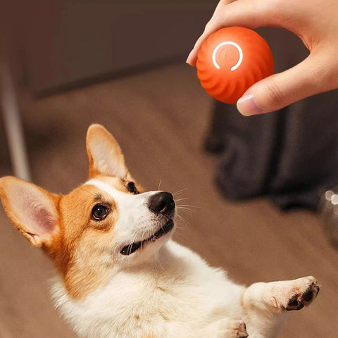 Smart Dog Ball