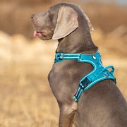 Dog Harness